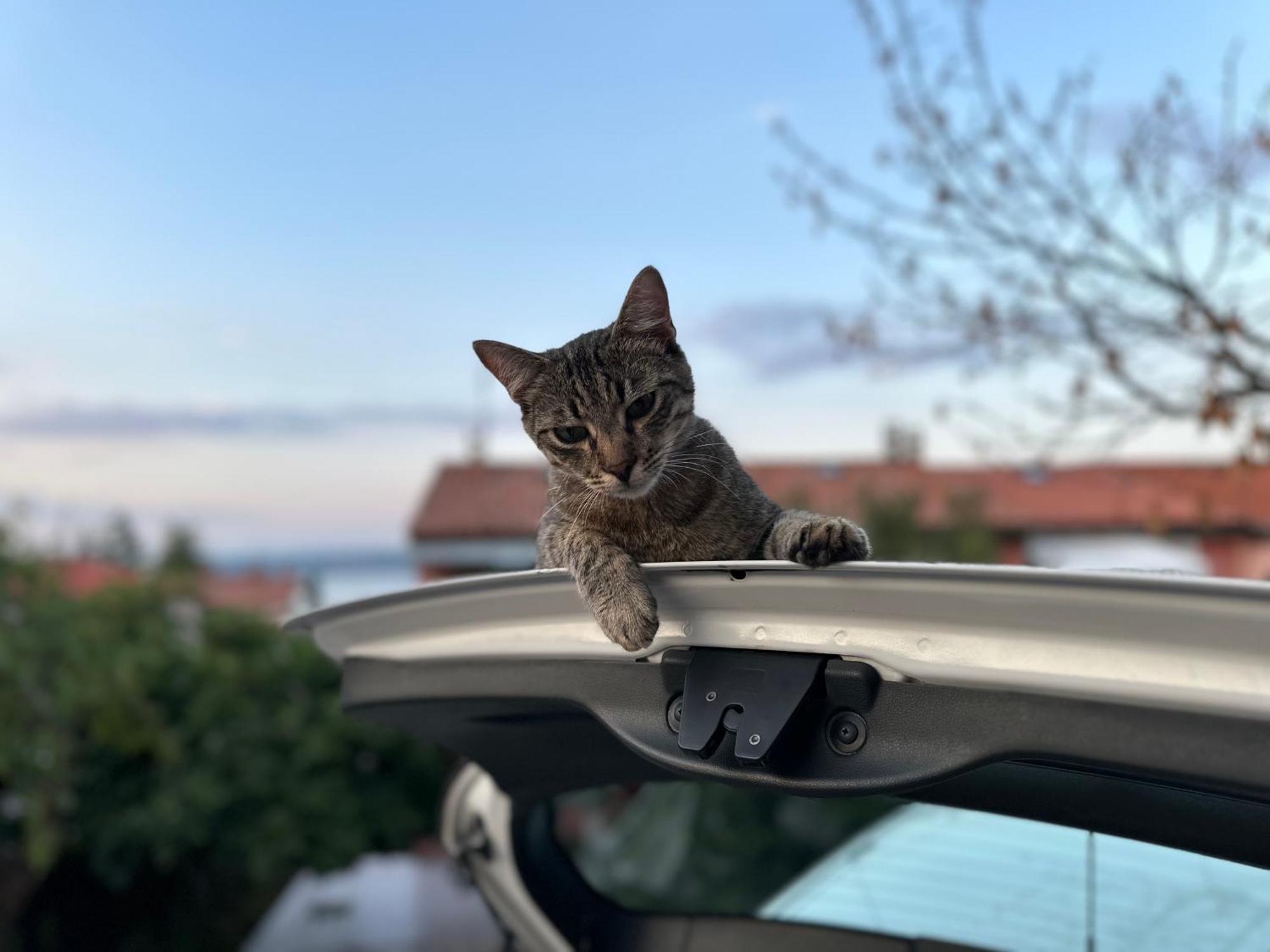 Pri Piratski Macki - At The Pirate Cat - Dal Gatto Pirata Koper Dış mekan fotoğraf